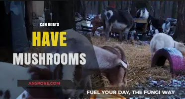 Can Goats Safely Eat Mushrooms? A Comprehensive Guide for Owners