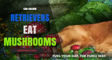 Can Golden Retrievers Eat Mushrooms? A Safety Guide for Owners