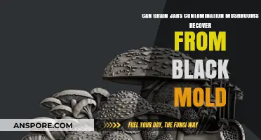 Reviving Contaminated Grain Jars: Can Mushrooms Survive Black Mold?