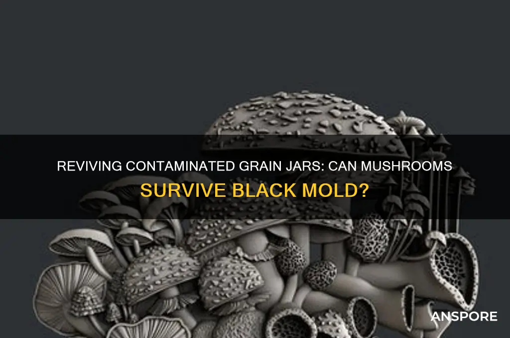 can grain jars contamination mushrooms recover from black mold