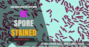 Can Gram-Negative Bacteria Be Spore Stained? Unraveling the Microscopic Mystery