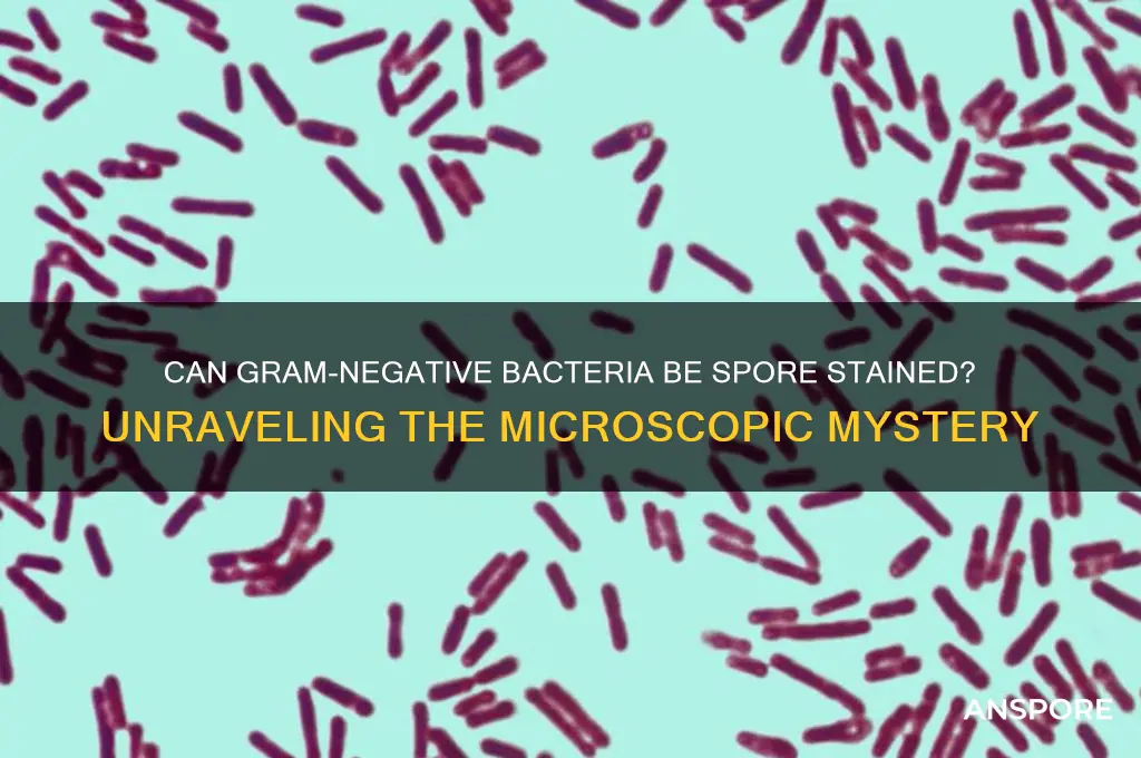can gram negative bactwria be spore stained