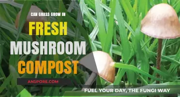 Can Fresh Mushroom Compost Boost Your Lawn's Growth?