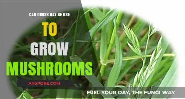 Growing Mushrooms on Grass Hay: A Sustainable Substrate Solution