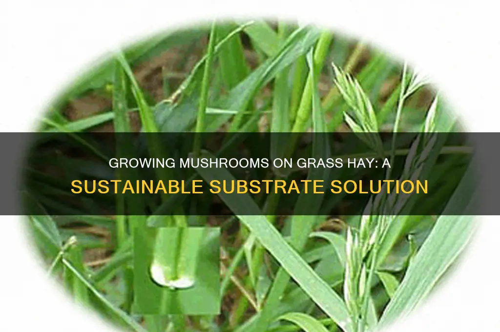 can grass hay be use to grow mushrooms