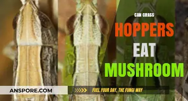 Can Grasshoppers Safely Consume Mushrooms? Exploring Their Dietary Habits