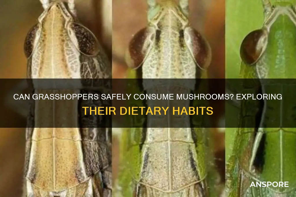 can grass hoppers eat mushrooms