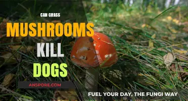 Are Grass Mushrooms Deadly to Dogs? What Pet Owners Need to Know