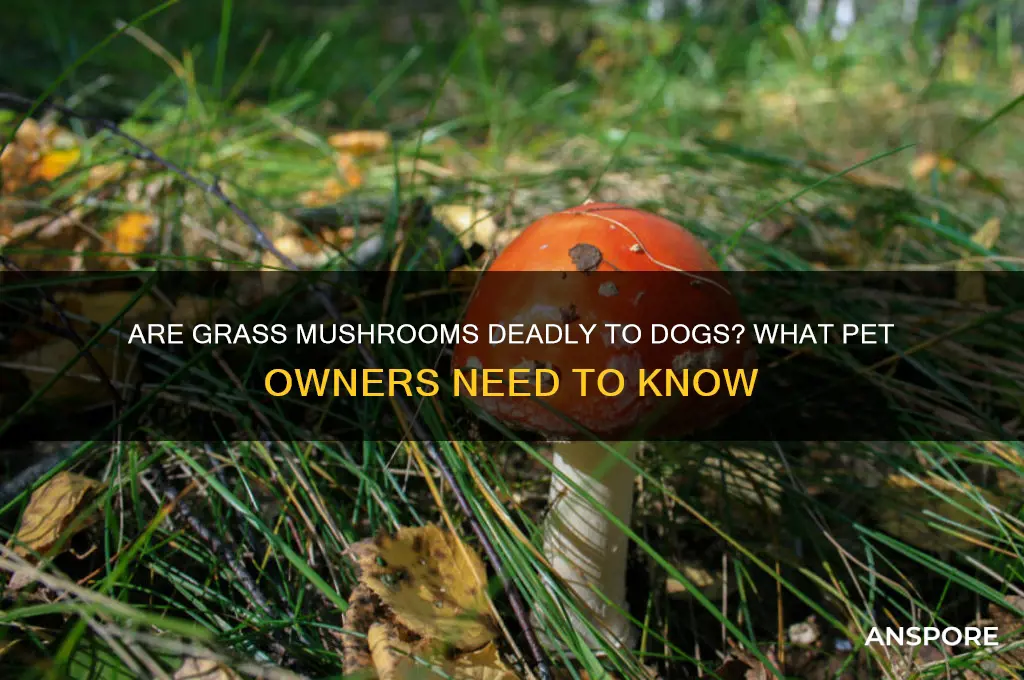 can grass mushrooms kill dogs