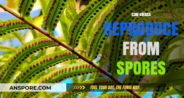 Can Grass Reproduce from Spores? Unraveling the Myths and Facts