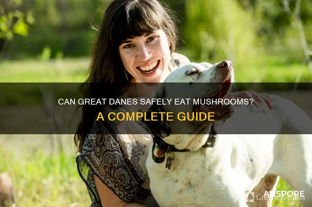 can great danes eat mushrooms