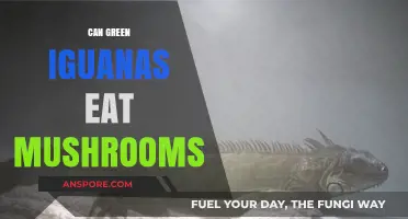 Can Green Iguanas Eat Mushrooms? A Safe Diet Guide
