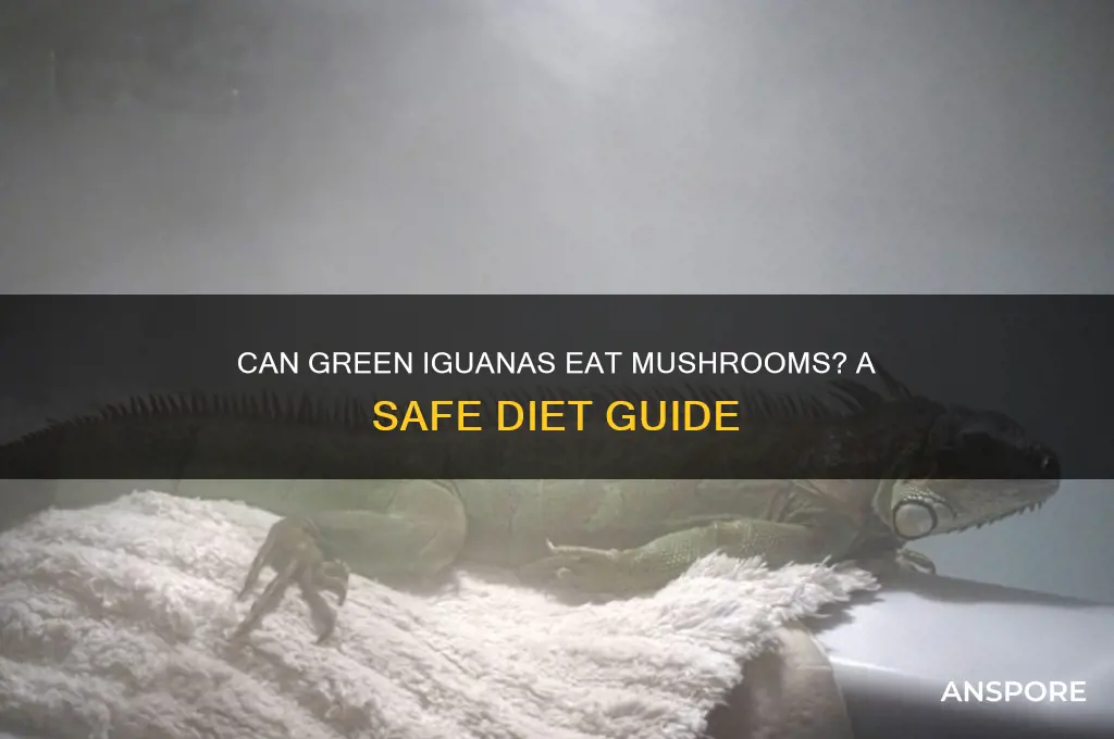 can green iguanas eat mushrooms