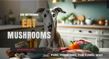 Can Greyhounds Safely Eat Mushrooms? A Complete Dietary Guide