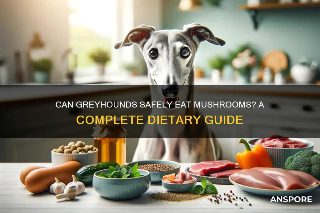 can greyhounds eat mushrooms