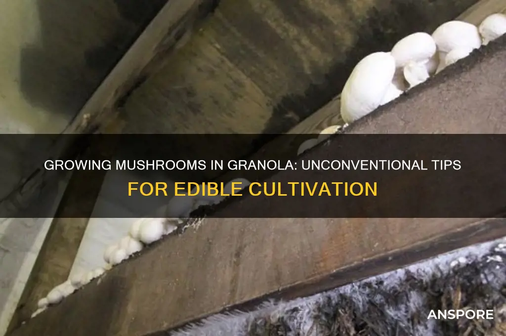 can grow mushrooms in granola