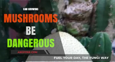 Mushroom Cultivation Risks: Potential Dangers of Growing Fungi at Home