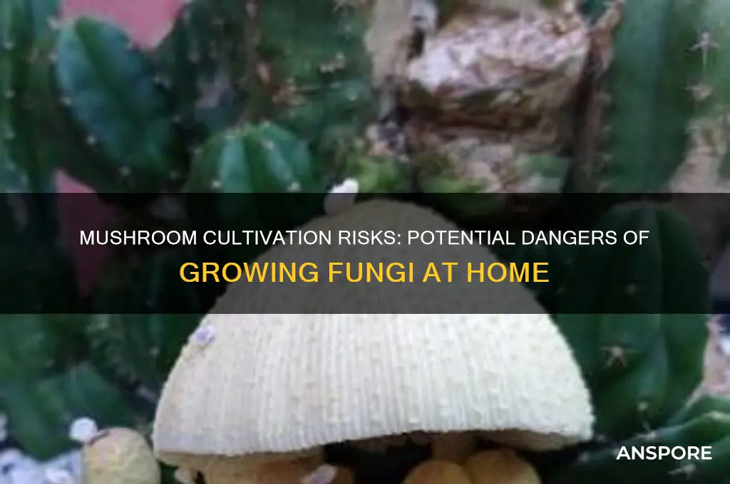can growing mushrooms be dangerous