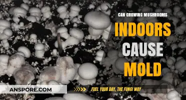 Indoor Mushroom Cultivation: Mold Risks and Prevention Tips