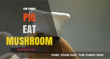 Can Guinea Pigs Eat Mushrooms? A Safe Diet Guide
