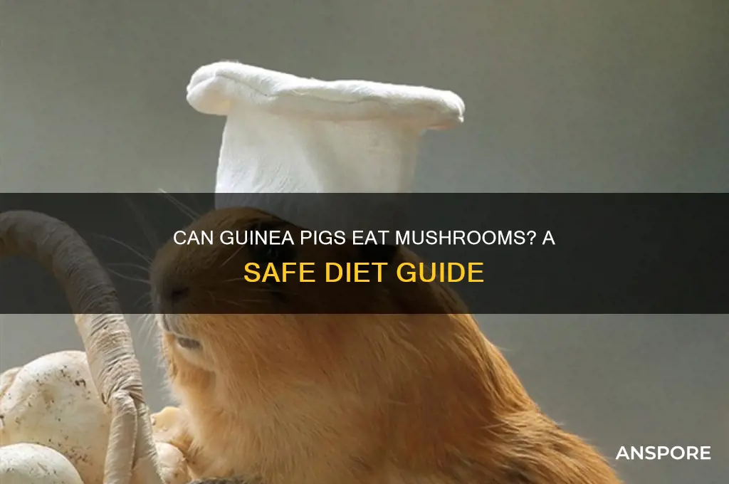 can guinea pig eat mushroom
