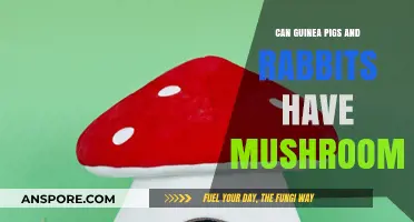 Guinea Pigs and Rabbits: Are Mushrooms Safe for Them?