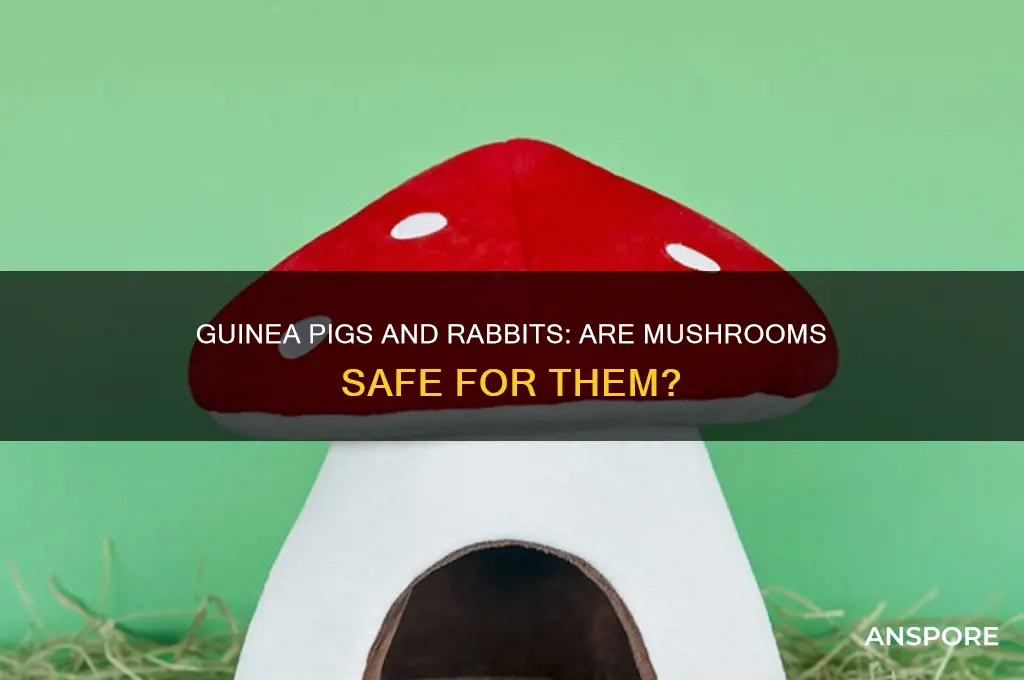 can guinea pigs and rabbits have mushrooms