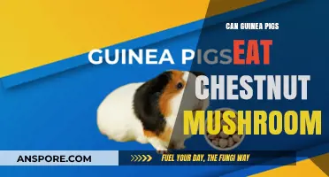 Can Guinea Pigs Safely Eat Chestnut Mushrooms? A Dietary Guide