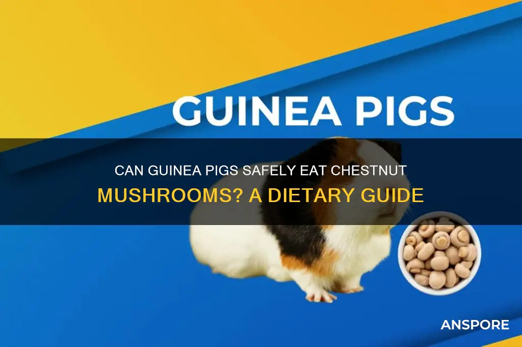 can guinea pigs eat chestnut mushrooms