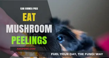 Can Guinea Pigs Eat Mushroom Peelings? A Safe Diet Guide