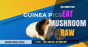 Can Guinea Pigs Safely Eat Raw Mushrooms? A Complete Guide