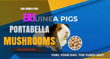 Can Guinea Pigs Safely Eat Portabella Mushrooms? A Complete Guide