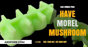 Can Guinea Pigs Safely Eat Morel Mushrooms? A Complete Guide