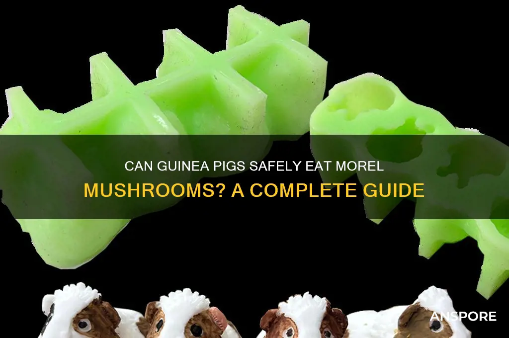 can guinea pigs have morel mushrooms