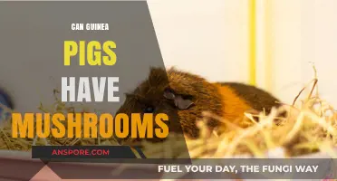 Can Guinea Pigs Eat Mushrooms? A Safe Diet Guide