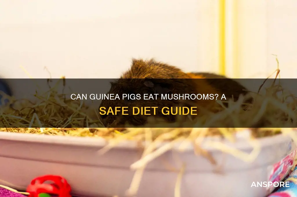 can guinea pigs have mushrooms