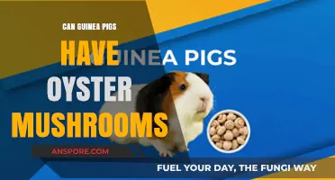 Can Guinea Pigs Safely Eat Oyster Mushrooms? A Complete Guide