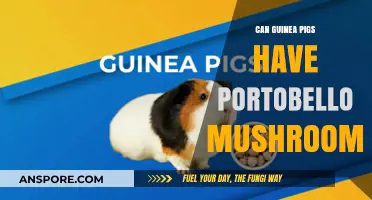 Can Guinea Pigs Eat Portobello Mushrooms? A Safe Diet Guide