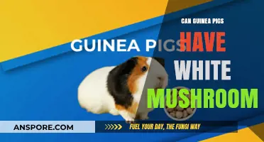 Can Guinea Pigs Safely Eat White Mushrooms? A Complete Guide