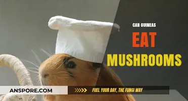Can Guinea Pigs Safely Eat Mushrooms? A Complete Dietary Guide