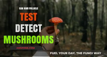 Can Hair Follicle Tests Detect Mushroom Use? Facts Revealed