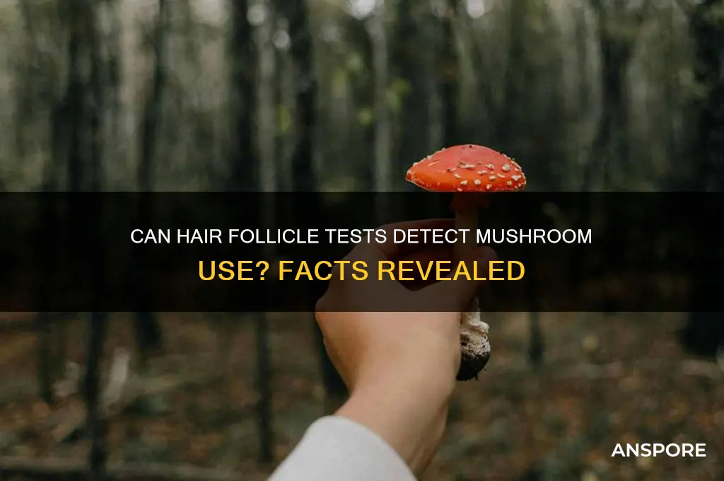 can hair follicle test detect mushrooms