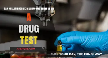Do Hallucinogenic Mushrooms Appear on Standard Drug Tests?
