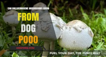 Can Hallucinogenic Mushrooms Grow from Dog Poop? Surprising Facts