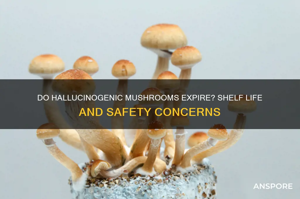 can hallucinogenic mushrooms go bad