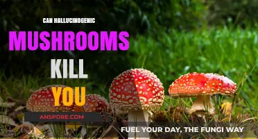 Hallucinogenic Mushrooms: Deadly Risks or Harmless Trip?