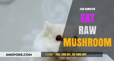 Can Hamsters Safely Eat Raw Mushrooms? Risks and Facts Revealed