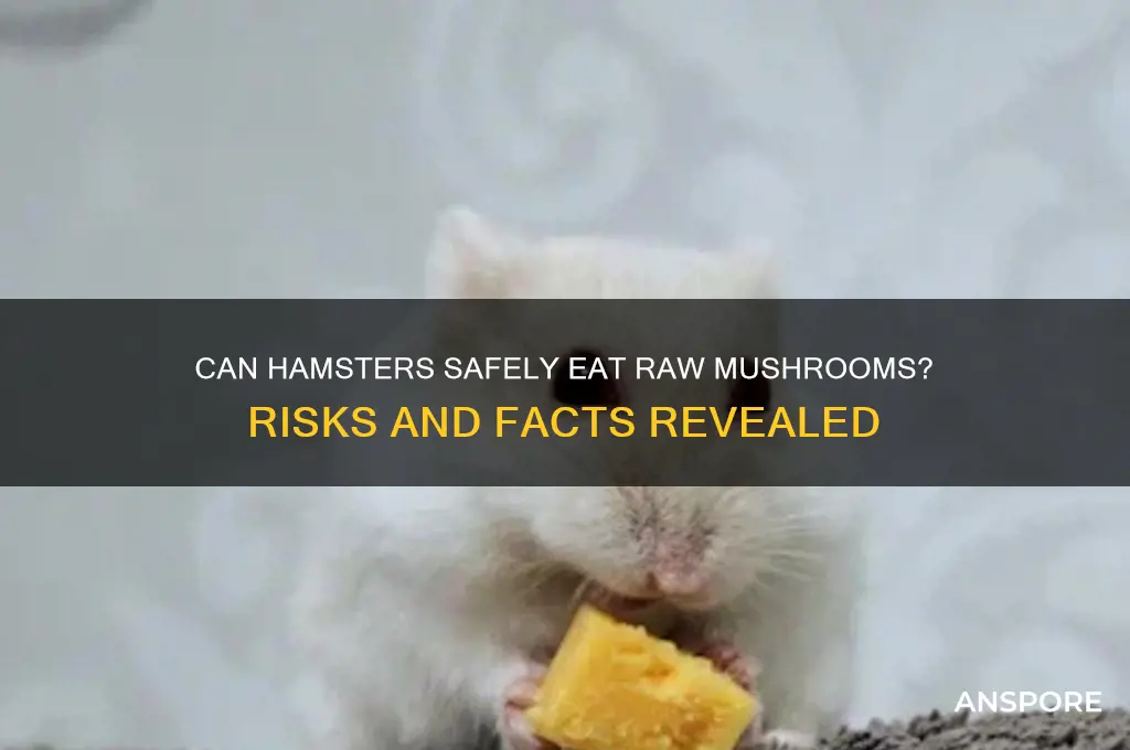 can hamster eat raw mushroom