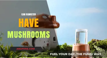 Can Hamsters Safely Eat Mushrooms? A Complete Guide for Owners