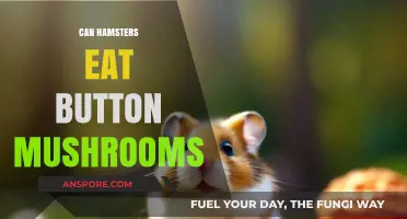 Can Hamsters Safely Eat Button Mushrooms? A Complete Guide